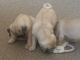 Pug Puppies for sale in Oakland, CA 94624, USA. price: NA