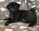 Pug Puppies for sale in Green Bay, WI, USA. price: NA