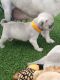 Pug Puppies for sale in Fernandina Harbor Marina, Fernandina Beach, FL 32034, USA. price: NA