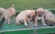 Pug Puppies for sale in Liberty, KY 42539, USA. price: $200