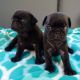 Pug Puppies for sale in Greenfield, MA 01301, USA. price: NA
