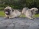 Pug Puppies for sale in Indianapolis Blvd, Hammond, IN, USA. price: NA