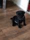 Pug Puppies for sale in Ohio Dr SW, Washington, DC, USA. price: NA