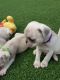 Pug Puppies for sale in Fernandina Beach, FL 32035, USA. price: NA