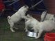 Pug Puppies for sale in Indianapolis Blvd, Hammond, IN, USA. price: NA