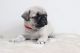 Pug Puppies for sale in Brownfield, TX 79316, USA. price: $400