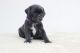 Pug Puppies for sale in Brownfield, TX 79316, USA. price: $400
