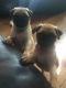 Pug Puppies for sale in Joint Base Andrews, MD 20762, USA. price: NA