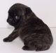 Pug Puppies for sale in Joint Base Andrews, MD 20762, USA. price: NA