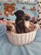 Pug Puppies for sale in Califa St, Los Angeles, CA 91601, USA. price: NA