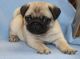 Pug Puppies for sale in Long Beach, CA 90847, USA. price: $500