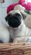 Pug Puppies for sale in Hackettstown, NJ 07840, USA. price: $400
