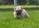 Pug Puppies for sale in Los Angeles River Greenway Trail, Los Angeles, CA 90031, USA. price: NA
