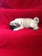 Pug Puppies for sale in Fort Lauderdale, FL 33313, USA. price: NA