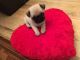 Pug Puppies for sale in Fort Lauderdale, FL 33313, USA. price: NA