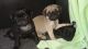 Pug Puppies for sale in Little River-Academy, TX 76554, USA. price: NA