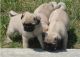 Pug Puppies for sale in Florida, NY, USA. price: NA