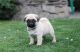 Pug Puppies for sale in Seaside Heights, NJ 08751, USA. price: NA