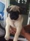 Pug Puppies for sale in Corpus Christi, TX 78401, USA. price: NA