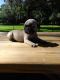 Pug Puppies for sale in Tampa, FL, USA. price: $1,000
