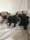 Pug Puppies for sale in Chesterfield Center, Chesterfield, MO 63017, USA. price: NA