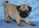 Pug Puppies for sale in Calgary, AB, Canada. price: NA