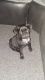 Pug Puppies for sale in Sugar Grove Rd SE, Lancaster, OH 43130, USA. price: NA