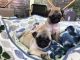 Pug Puppies for sale in Chesterfield Center, Chesterfield, MO 63017, USA. price: NA