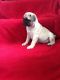 Pug Puppies for sale in Hackettstown, NJ 07840, USA. price: NA