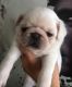 Pug Puppies for sale in Clifton, NJ 07014, USA. price: $500