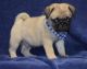 Pug Puppies for sale in Portland, ME, USA. price: NA