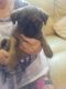 Pug Puppies for sale in Marble Falls, Dallas, TX 75287, USA. price: NA