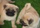 Pug Puppies for sale in Scottsville, KY 42164, USA. price: NA