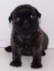 Pug Puppies for sale in Unionville Center, OH 43077, USA. price: NA