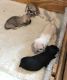 Pug Puppies for sale in Alliance, OH 44601, USA. price: NA