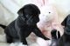 Pug Puppies for sale in Fort Worth, TX 76164, USA. price: NA