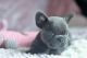 Pug Puppies for sale in Crystal Spring, PA 15536, USA. price: NA