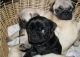 Pug Puppies for sale in Bowling Green, KY, USA. price: NA