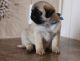 Pug Puppies for sale in CA-111, Rancho Mirage, CA 92270, USA. price: NA