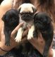 Pug Puppies for sale in Kansas City, MO, USA. price: NA