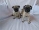 Pug Puppies for sale in Rutland, VT 05701, USA. price: $300