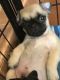 Pug Puppies for sale in Charlotte Hall, MD 20622, USA. price: $400