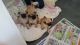 Pug Puppies for sale in Charlotte Hall, MD 20622, USA. price: $400