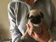 Pug Puppies for sale in Charlotte Hall, MD 20622, USA. price: NA