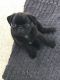 Pug Puppies for sale in County Rd, Woodland Park, CO 80863, USA. price: NA