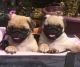 Pug Puppies for sale in Egg Harbor Township, NJ 08234, USA. price: NA