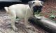 Pug Puppies for sale in Powers Lake, ND 58773, USA. price: NA