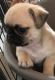 Pug Puppies for sale in 786 Myrtle Ave, Brooklyn, NY 11206, USA. price: NA