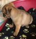 Pug Puppies for sale in 678 Washington Ave, Brooklyn, NY 11238, USA. price: NA