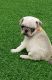 Pug Puppies for sale in Ridgeville Corners, OH 43555, USA. price: NA